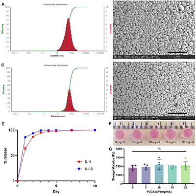 Controlled delivery of immunomodulatory factors for mineralized tissue formation in an inflammatory microenvironment