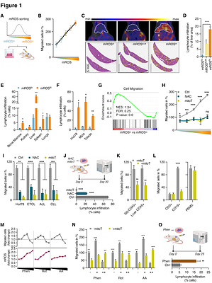 The pyruvate branch point controls lymphoid cancer cell dissemination
