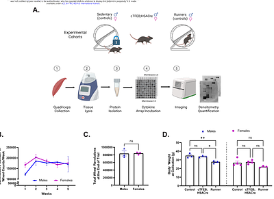 Convergent Skeletal Muscle Cytokine Responses to TFEB Overexpression and Voluntary Wheel Running Reflect Sex-Based Variability in Exercise Adaptations