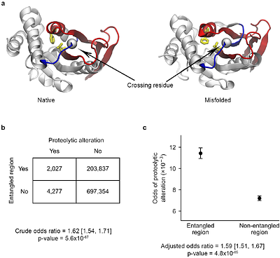 Native entanglement misfolding contributes to age-associated structural changes across the Saccharomyces cerevisiae proteome