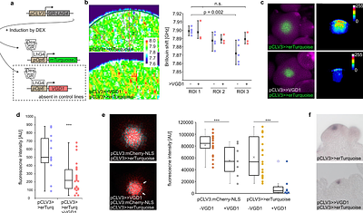 The Cell Wall Controls Stem Cell Fate in the Arabidopsis Shoot Apical Meristem