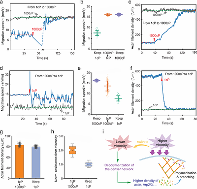 Adaptive cytoskeletal responses to extracellular environment viscosity modulate cell migration