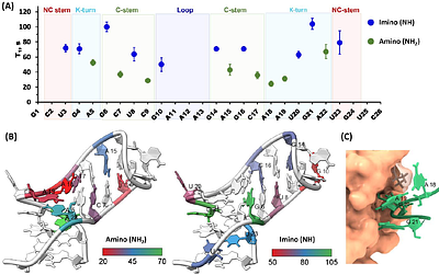 Probing site-specific RNA dynamics by solid-state NMR spectroscopy