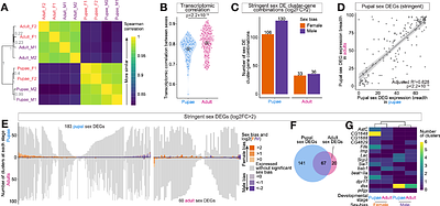 Organization and evolution of sex-biased gene expression in Drosophila adult sexual circuits