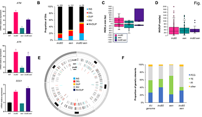 The INO80-EEN complex prevents genomic rearrangements at protein coding genes regions