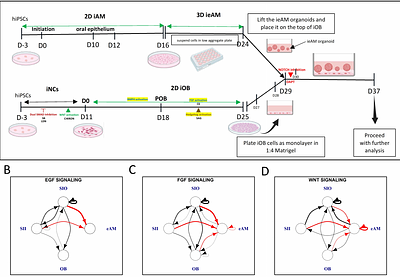 Designed Soluble Notch Agonist Drives Human Ameloblast Maturation for Tooth Regeneration