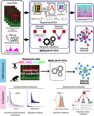 Uncovering Functional Gene Regulatory Networks in Bulk and Single-Cell Data through Robust Transcription Factor Activity Estimation and Model-Guided Experimental Validation