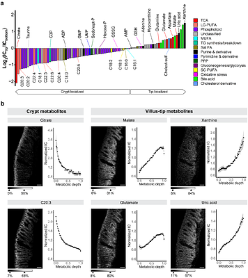 Spatial metabolic gradients in the liver and small intestine