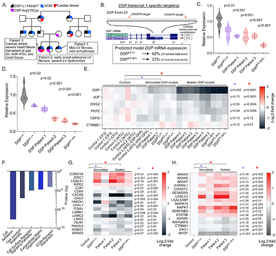 Desmoplakin Haploinsufficiency Underlies Cell-Cell Adhesion Failure in DSP Cardiomyopathy and is Rescued by Transcriptional Activation