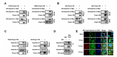 Coronavirus papain-like protease antagonizes innate immunity by cleaving Importin α1 to disrupt nuclear transport