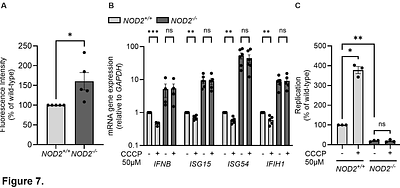 NOD2 modulates MDA5 signaling to promote coxsackievirus B3 replication