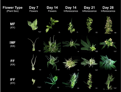 Sex-Specific Ethylene Responses and Convergent Plasticity: Multi-Omic Insights into Cannabis Sexual Plasticity