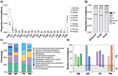 Parallel and Divergent Evolution in Pseudomonas aeruginosa Under Constant and Fluctuating Predator-Mediated Selection