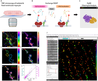 Structural and functional heterogeneity in cardiac RyR signalling nanodomains revealed with quantitative single molecule mapping toolkit