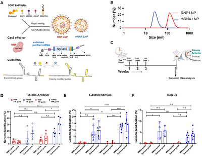Efficient Cas9 nuclease-based editing in skeletal muscle via lipid nanoparticle delivery