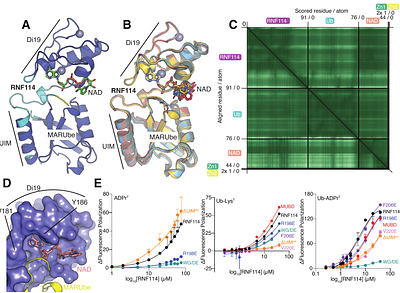 A family of E3 ligases extend K11 polyubiquitin on sites of MARUbylation