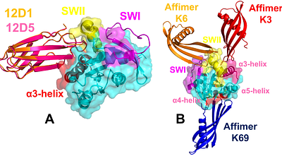 Atomistic Profiling of KRAS Interactions with Monobodies and Affimer Proteins Through Ensemble-Based Mutational Scanning Unveils Conserved Residue Networks Linking Cryptic Pockets and Regulating Mechanisms of Binding, Specificity and Allostery