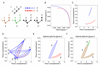 Pareto-optimal synthesis of multiple glycans in Golgi compartments