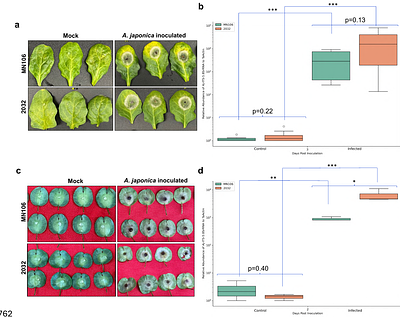 Identifying and quantifying the disease responses of different pennycress accessions to Alternaria japonica and Sclerotinia sclerotiorum