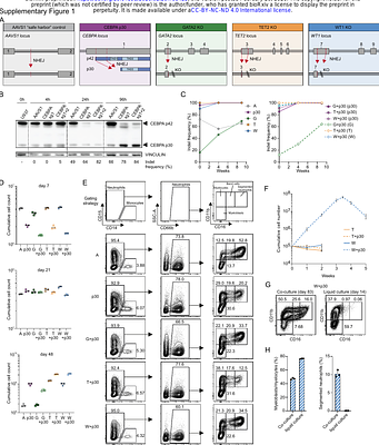 Cholesterol Biosynthesis is a Targetable Vulnerability of CEBPA-mutant Acute Myeloid Leukemia
