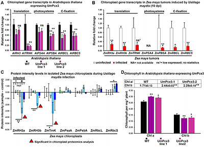 A fungal effector targets the chloroplast to support biotrophy by balancing disease and plant health