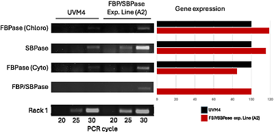 Heterologous expression of the cyanobacterial fructose-1,6-/sedoheptulose-1,7-bisphosphatase in Chlamydomonas reinhardtii causes increased cell size and biomass productivity in mixotrophic conditions