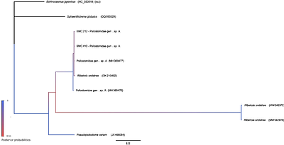 Snail-trematode dynamics in central Alberta wetlands: A longitudinal survey of infections and interactions