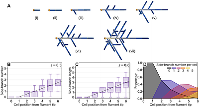 Near-equiprobable binary branching decisions underlie filament patterning in the moss Physcomitrium patens