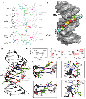 The specificity and structure of DNA crosslinking by the gut bacterial genotoxin colibactin