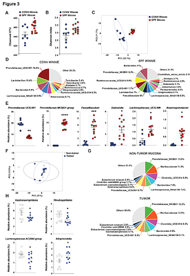 A missense mutation in Muc2 promotes gut microbiome- and metabolome-dependent colitis-associated tumorigenesis.