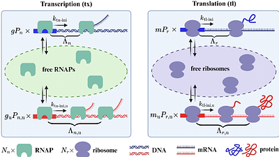 Disentangling the cost of gene expression
