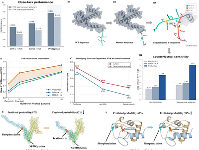 ProtSyntax: a protein large language model for decoding post-translational modification syntax and function
