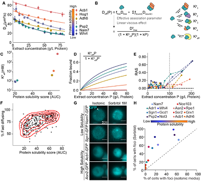 Weak interactions drive selective proteome demixing and tune the differential response to environmental perturbations