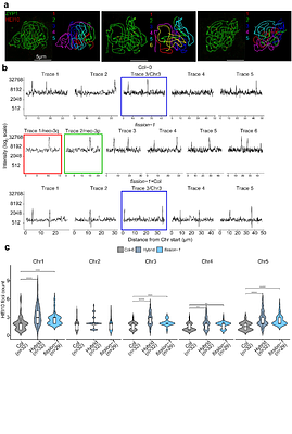 CRISPR-mediated centromere fission generates neo-chromosomes with distorted meiotic inheritance in Arabidopsis