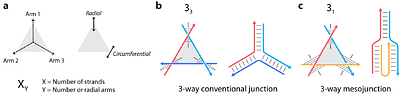 Peptide nucleic acid (PNA) and DNA hybrid three-way junctions and mesojunctions