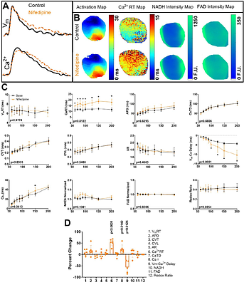 Quadruple Parametric Optical Mapping to Measure Cardiac Metabolism-Excitation-Contraction Coupling