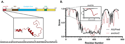 The Effects of Phosphorylation on the Structure and Function of Motif A, an Intrinsically Disordered Region within SIRT1