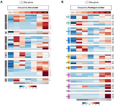 Deconstructing the common anteroposterior organisation of adult bilaterian guts
