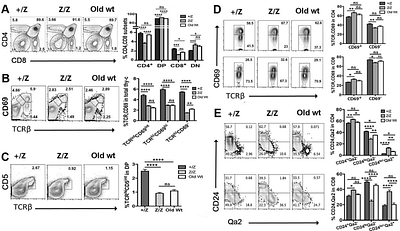 Premature thymic involution in young Foxn1lacz mutant mice causes peripheral T cell phenotypes similar to aging-induced immunosenescence