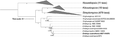 Evidence supporting the first secondary chromosome in actinobacteria as a hallmark of the Embleya genus