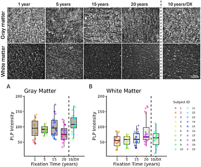 Effects of prolonged post-fixation on vascular biomarkers in postmortem human brains
