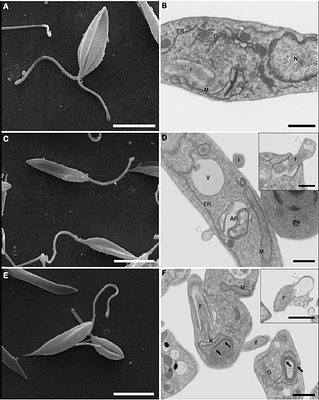 The impact of knocking out the 	Leishmania major telomerase RNA (LeishTER): from altered cell proliferation to decreased parasite infectivity