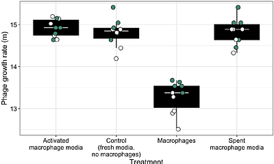 Antagonism between bacteriophages and macrophages decreases efficacy of a phage cocktail and increases bacteriophage resistance