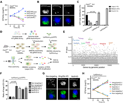 Legionella pneumophila exploits the endo-lysosomal network for phagosome biogenesis by co-opting SUMOylated Rab7