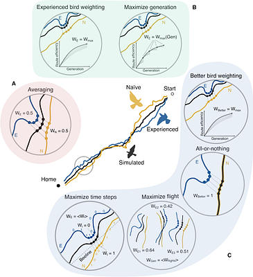 A tale of two birds: cognitive simplicity drives collective route improvements in homing pigeons