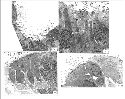 Age- and Light-Dependent Changes in the Zebrafish Olfactory Epithelium