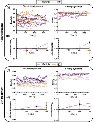 Estradiol alters actin and protrusion dynamics in endometriotic epithelial cells