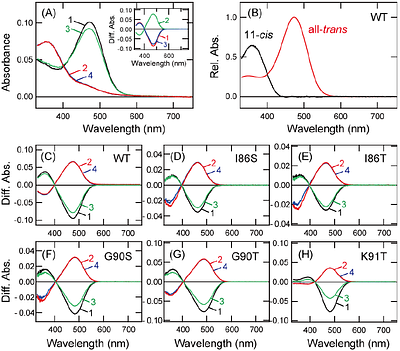 A key spectral tuning site of UV-sensitive vertebrate non-visual opsin Opn5