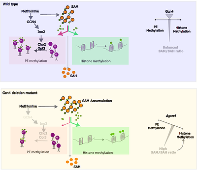 Gcn4 mediates SAM allocations and methylation balance between phospholipids and histones