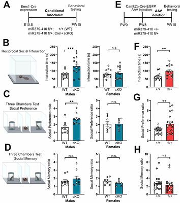 miRNA-mediated inhibition of an actomyosin network in hippocampal pyramidal neurons restricts sociability in adult male mice